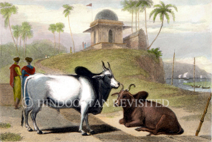 /data/Original Prints/Natural History/THE BRAMINEE BULL.jpg